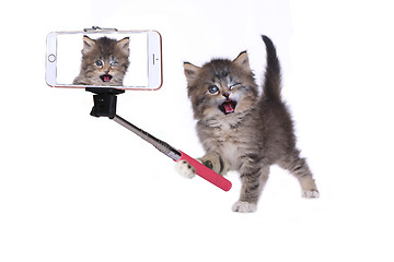 Image showing Kitten Taking His Own Photo With Selfie Stick