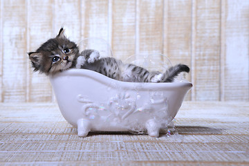 Image showing Cute Adorable Kitten in A Bathtub Relaxing