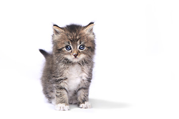 Image showing Tiny 4 Week Old Kitten on White Background 