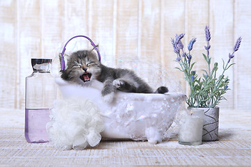 Image showing Cute Adorable Kitten in A Bathtub Relaxing