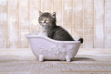 Image showing Cute Adorable Kitten in A Bathtub Relaxing