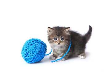 Image showing Kitten With Ball of Yarn in Studio
