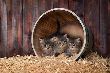 Image showing Cute Adorable Kittens in a Barn Setting With Hay