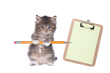 Image showing Cute Kitten Holding Pencil With Blank Clipboard