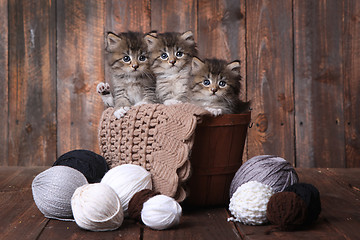 Image showing Kittens With Balls of Yarn in Studio