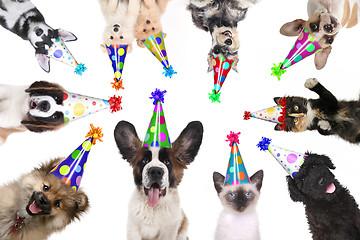 Image showing Pet Animals Isolated Wearing Birthday Hats for a Party