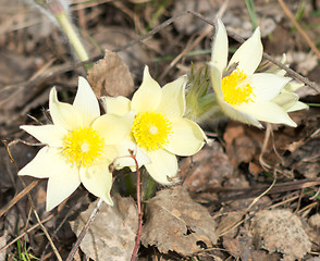 Image showing lumbago flowers