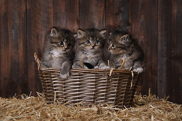Image showing Cute Adorable Kittens in a Barn Setting With Hay