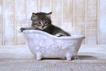 Image showing Cute Adorable Kitten in A Bathtub Relaxing