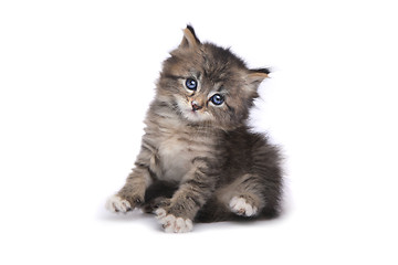 Image showing Tiny 4 Week Old Kitten on White Background 