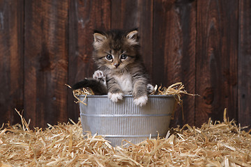 Image showing Cute Adorable Kittens in a Barn Setting With Hay