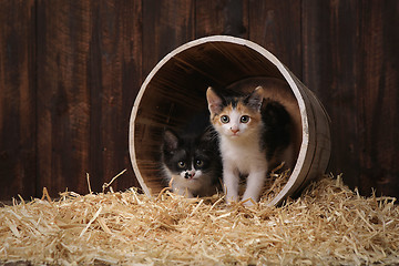 Image showing Cute Adorable Kittens in a Barn Setting With Hay