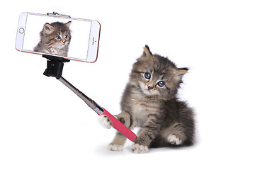 Image showing Kitten Taking His Own Photo With Selfie Stick