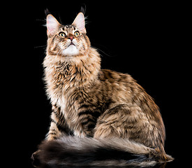 Image showing Portrait of Maine Coon cat