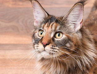 Image showing Portrait of Maine Coon cat