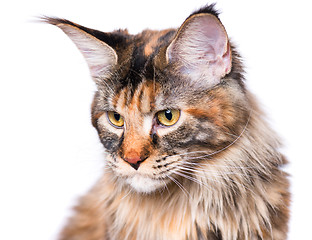 Image showing Portrait of Maine Coon kitten