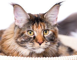 Image showing Portrait of Maine Coon kitten