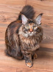 Image showing Portrait of Maine Coon cat