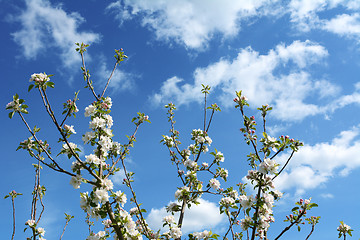Image showing Apple tree branches with white blossom flowers reach up sky