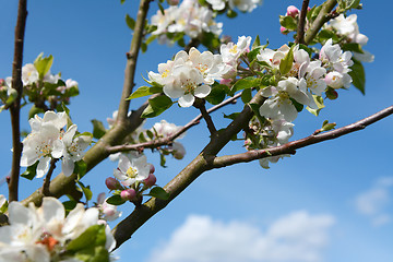 Image showing Apple tree branches bearing white blossom