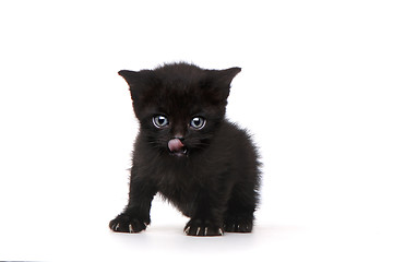 Image showing Single Black Kitten on White Background With Big Eyes