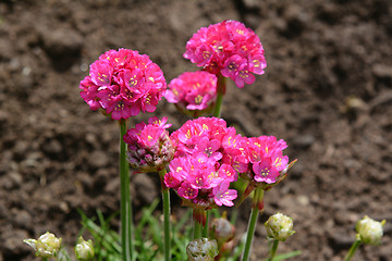 Image showing Bright pink armeria flowers