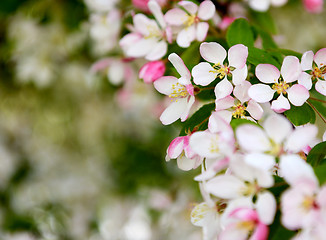 Image showing Pale pink blossom flowers with bokeh background