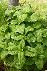 Image showing Lemon balm plant 