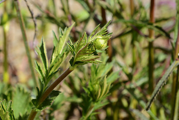 Image showing Unopened flower bud of geum plant