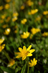 Image showing Bright celandine flower against background of yellow blooms