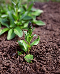 Image showing Speedwell plant spreading in flower bed