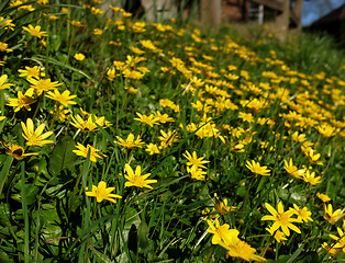 Image showing Bank of yellow celandine flowers