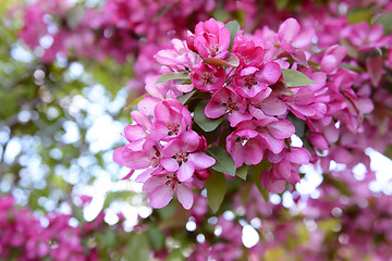 Image showing Pink blossom on branch of malus crab apple