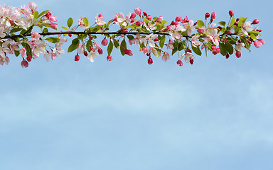 Image showing Branch of pink blossom flowers against blue sky