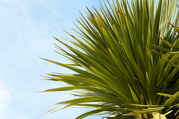 Image showing Green yucca tree top 