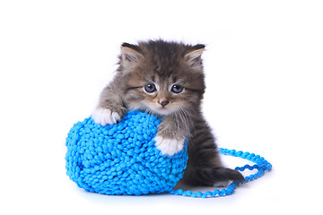 Image showing Kitten With Ball of Yarn in Studio