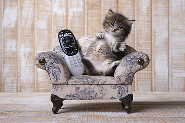 Image showing Adorable Kitten Relaxing on Couch With Remote