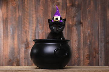 Image showing Adorable Black Halloween Witch Cat