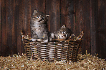 Image showing Cute Adorable Kittens in a Barn Setting With Hay