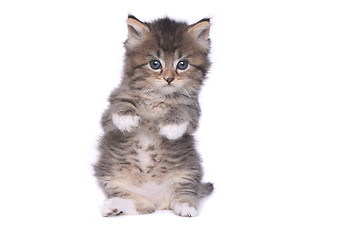 Image showing Tiny 4 Week Old Kitten on White Background 