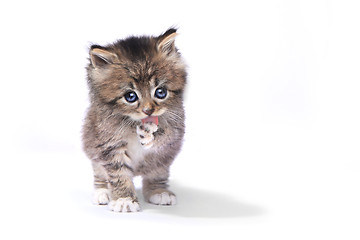 Image showing Tiny 4 Week Old Kitten on White Background 