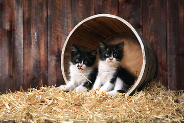 Image showing Cute Adorable Kittens in a Barn Setting With Hay