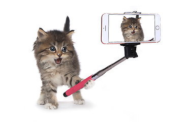 Image showing Kitten Taking His Own Photo With Selfie Stick