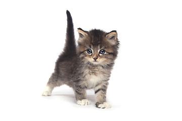 Image showing Tiny 4 Week Old Kitten on White Background 