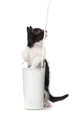 Image showing Cute Kitten Watching Milk Pour Into a Glass