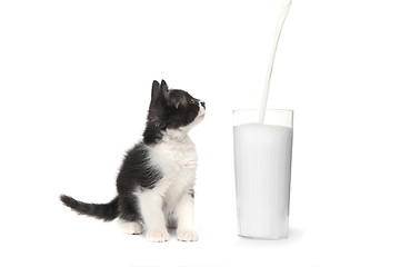 Image showing Cute Kitten Watching Milk Pour Into a Glass