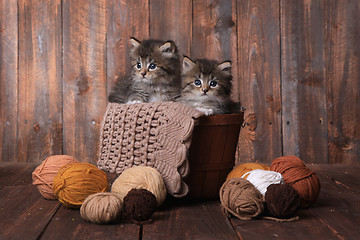 Image showing Kittens With Balls of Yarn in Studio