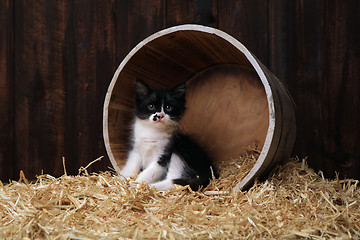Image showing Cute Adorable Kittens in a Barn Setting With Hay