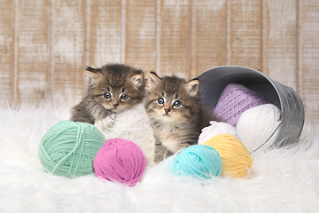 Image showing Kittens With Balls of Yarn in Studio