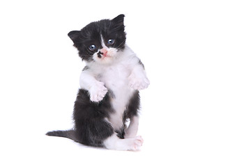 Image showing Cute Baby Tuxedo Style Kitten On White Background